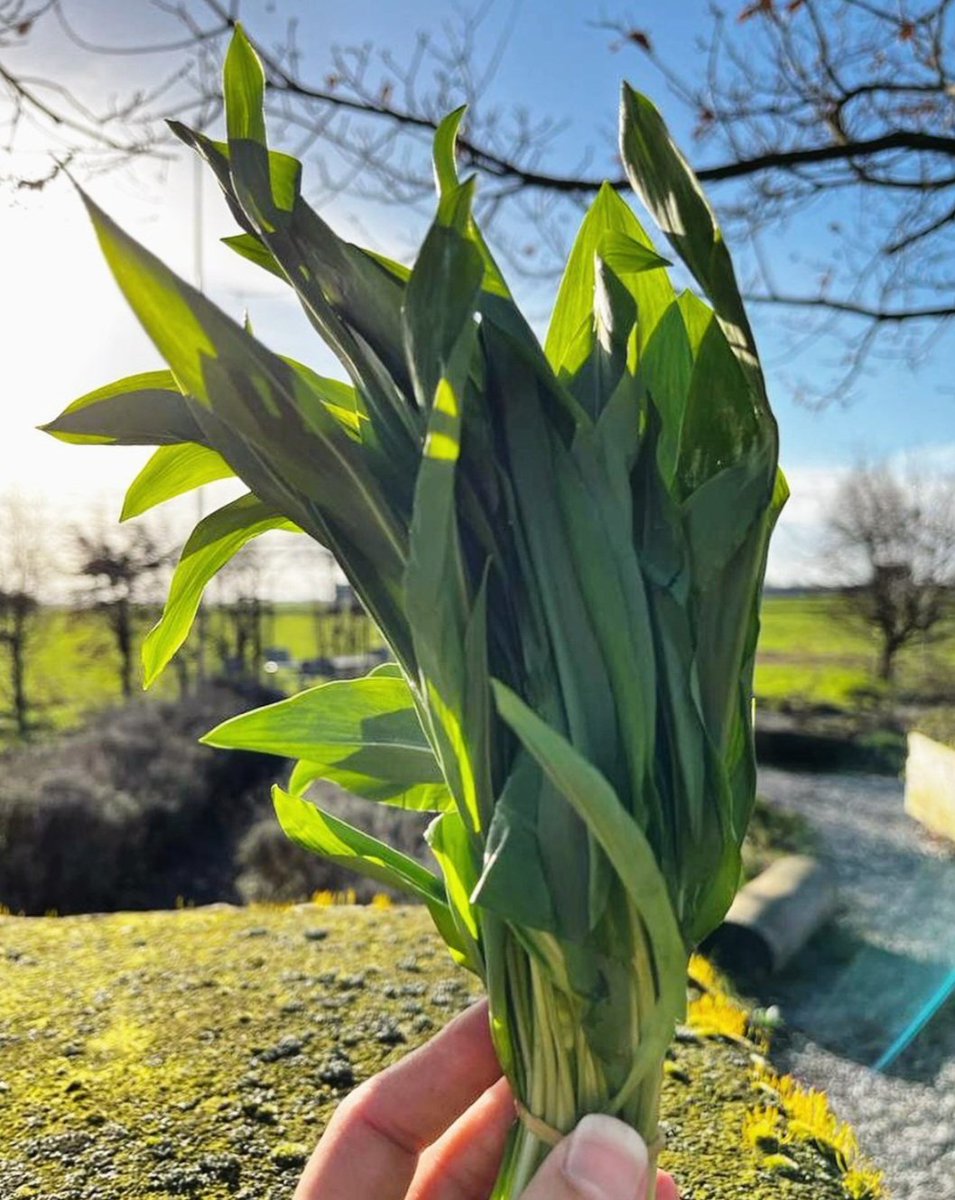MichelleRobin's tweet image. Bärlauch-Zeit. Wer isst ihn auch so gern? Als Pesto, im Salat oder als Dip, im Kräuterquark und vieles mehr. Lecker und gesund!