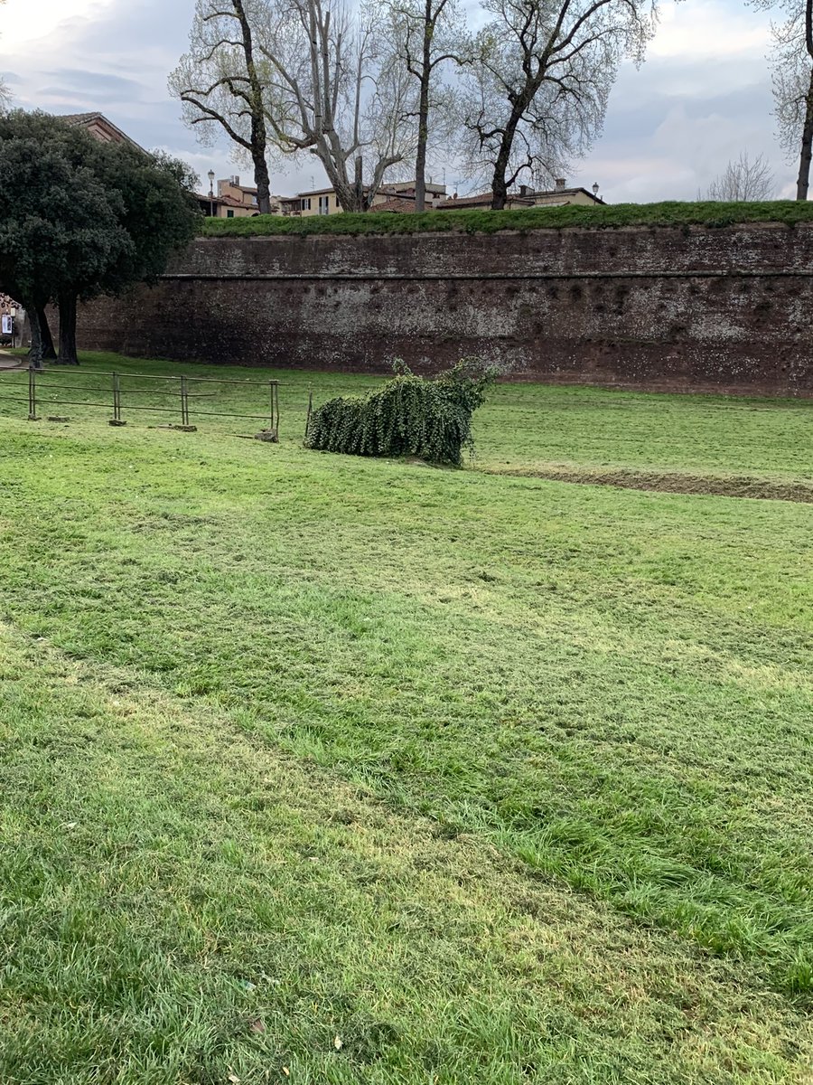 live wo-chien reaction: