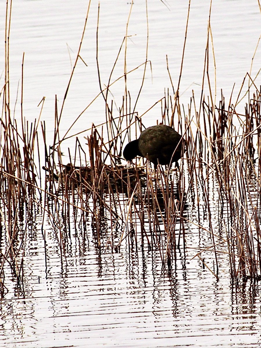 janepursey's tweet photo. A coot still building its nest another putting the finishing touches to its nest - it is in 2 different places #coots #spring #nestingtime #Somersetmoors https://t.co/9Gt7GI9oFd