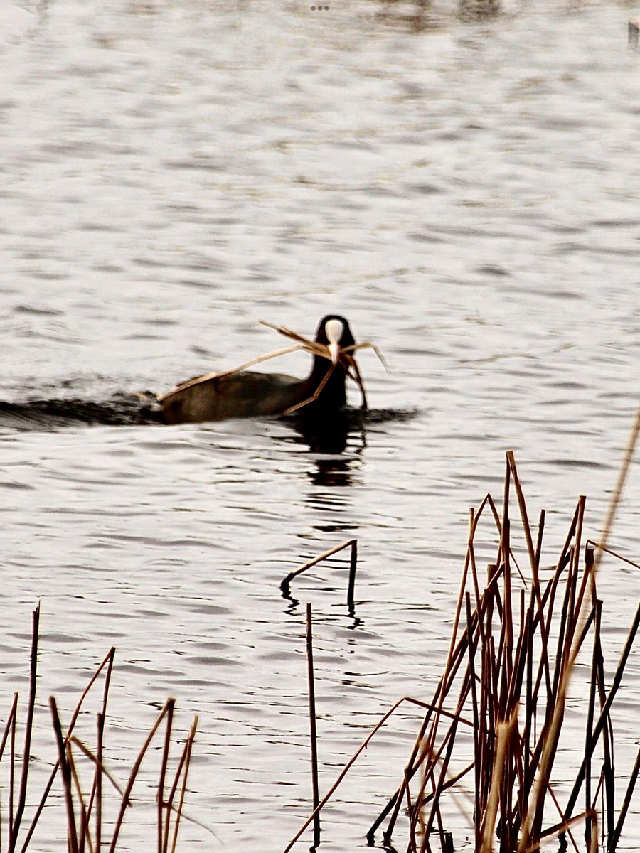 janepursey's tweet photo. A coot still building its nest another putting the finishing touches to its nest - it is in 2 different places #coots #spring #nestingtime #Somersetmoors https://t.co/9Gt7GI9oFd