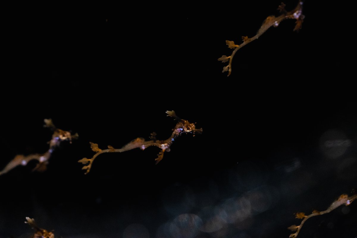 WildKingdom's tweet photo. Did you know that when weedy seadragons are born (aka weedies), they weigh less than a gram and are about one inch long? @birchaquarium just welcomed over 70 tiny weedies to its family just a few weeks ago. Welcome, little ones! #CubFriday https://t.co/LSTxPFISVE