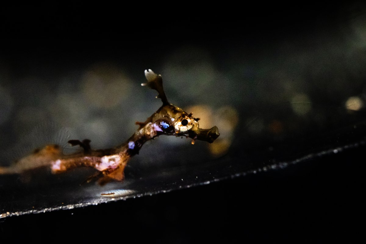 WildKingdom's tweet photo. Did you know that when weedy seadragons are born (aka weedies), they weigh less than a gram and are about one inch long? @birchaquarium just welcomed over 70 tiny weedies to its family just a few weeks ago. Welcome, little ones! #CubFriday https://t.co/LSTxPFISVE