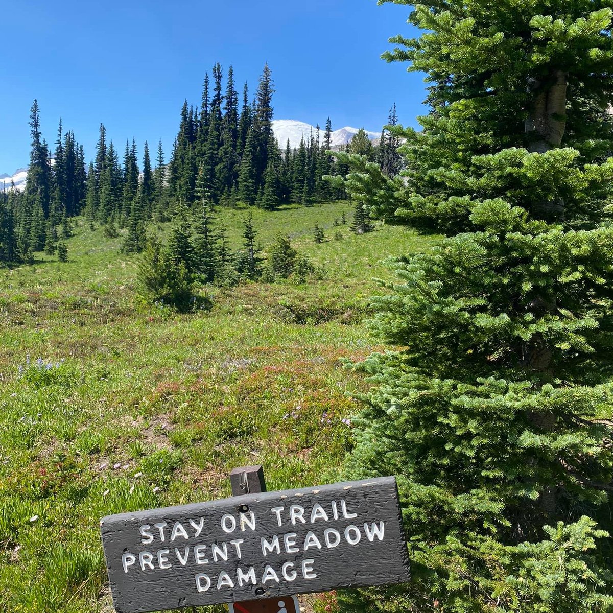 The great outdoors are for everyone to enjoy, so let's make sure we're being mindful of others by staying on designated paths and trails 🚶‍♀️🚶‍♂️ #MountRainier #MtBakerSnoqualmie #GiffordPinchot #recreateresponsibly