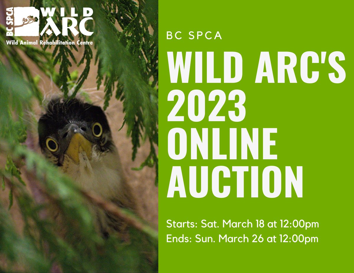 The @bcspca_wildarc presents their online silent auction Spring Into Wildlife! 

Bid on exciting items and experiences, all donated by wildlife lovers and businesses! 

Donate 👉 ow.ly/EZ2950Nn0oh