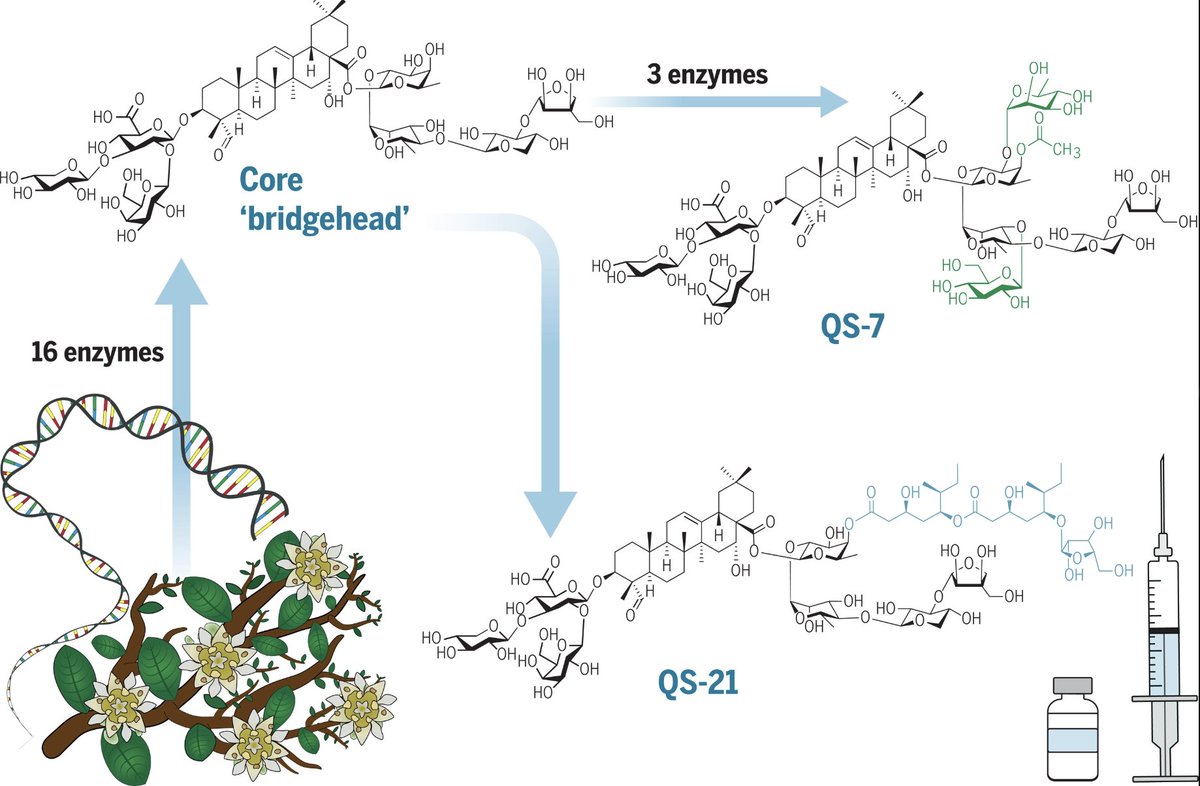 Elucidation of the pathway for #biosynthesis of saponin by J. Reed, A. Orme, <a href="/Eldemerdash83/">Amr El-Demerdash</a>, C. Owen, L. Martin, R. Misra, S. Kikuchi, M. Rejzek, @AzaharaCMartin1, <a href="/aeharkess/">Alex Harkess</a>, J. Leebens-Mack, T. Louveau, <a href="/Stephensomycin/">Dr Michael Stephenson</a>, <a href="/AnneOsbourn1/">Anne Osbourn</a> in <a href="/ScienceMagazine/">Science Magazine</a> science.org/doi/10.1126/sc…