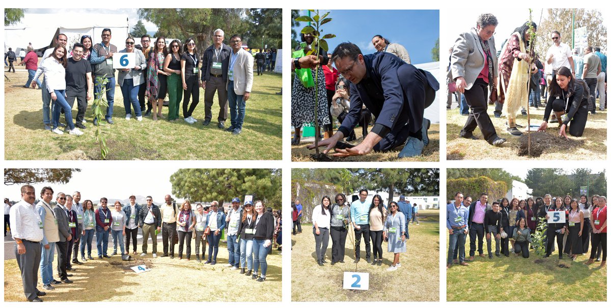 bramaccimmyt's tweet photo. To mark the occasion of the #CIMMYTScienceandInnovation week, we planted together trees! It was an occasion for strengthening friendships and ties, while sowing the roots of a constant reminder of our #CIMMYT2030 ambition! https://t.co/E0UsCokO9A