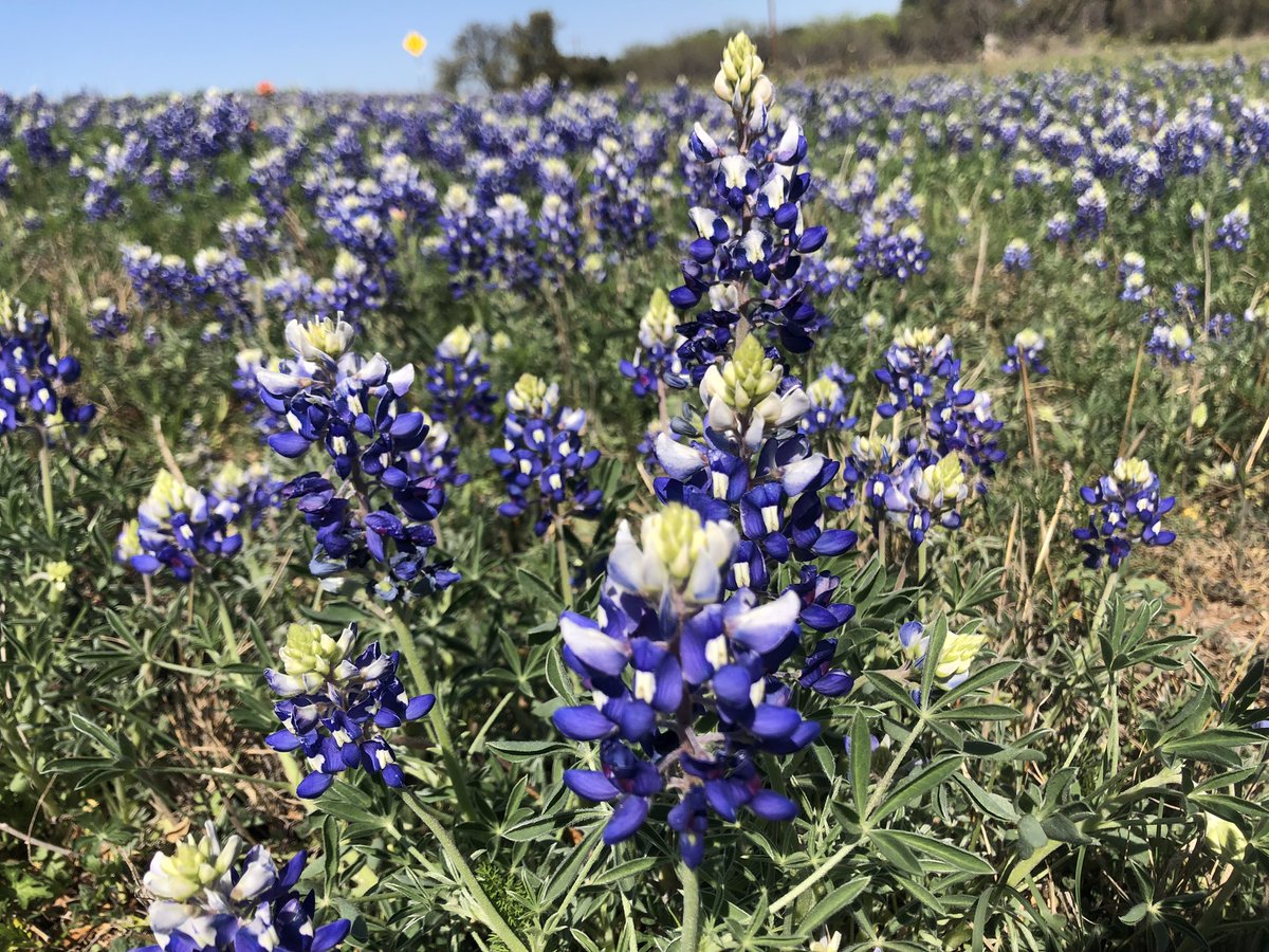 Obligatory annual Bluebonnet pic #Texas