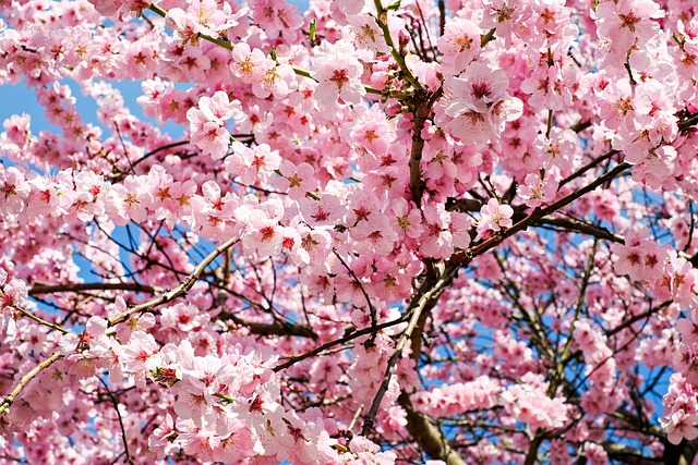 CentrePeopleJob's tweet photo. 🌸ロンドンも街のあちこちで桜が咲いています🌸
初めて訪れる方、何度か訪れている方、それぞれの場所で春の一時を楽しんでみてはいかがでしょうか。
Whether you are a first-time visitor or have visited several times, why not enjoy a moment of spring in each place?
https://t.co/nKMuR3cFrO https://t.co/YwLKCpYHt0