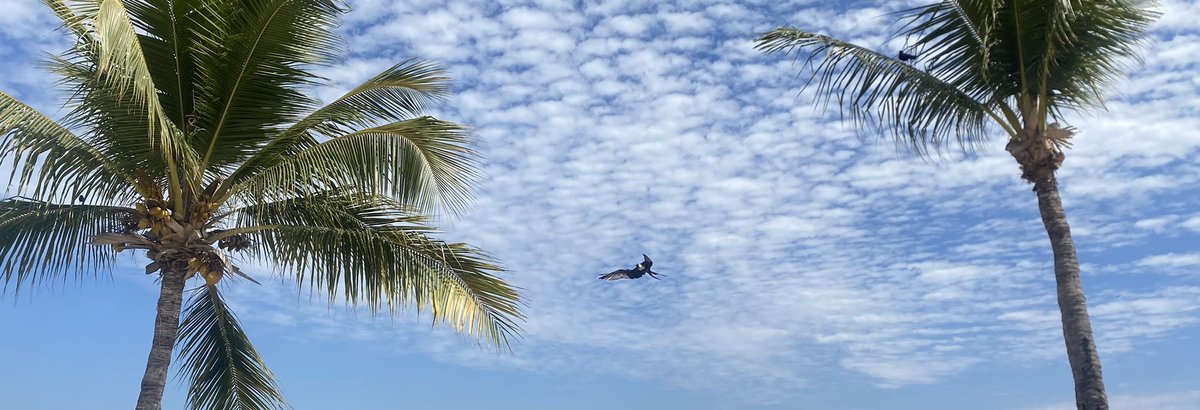 PacoSalazarOF's tweet photo. El arte del descanso #playa🌴 https://t.co/eNXHKYaL13