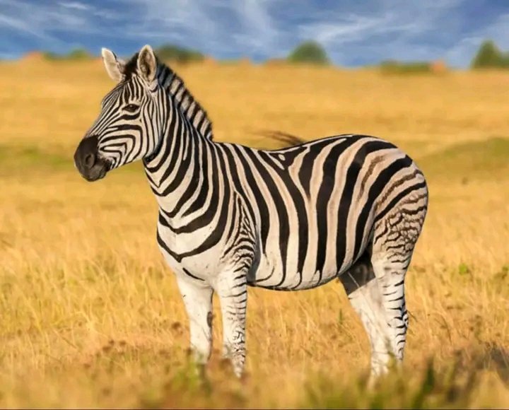 jsalamipeter's tweet image. See how zebra is beautiful compared to the donkey, but the man chose to bring the donkey home and leave the zebra at the forest. And he continues to visit the forest to see the zebra.

And this photo isn’t about the above animals.