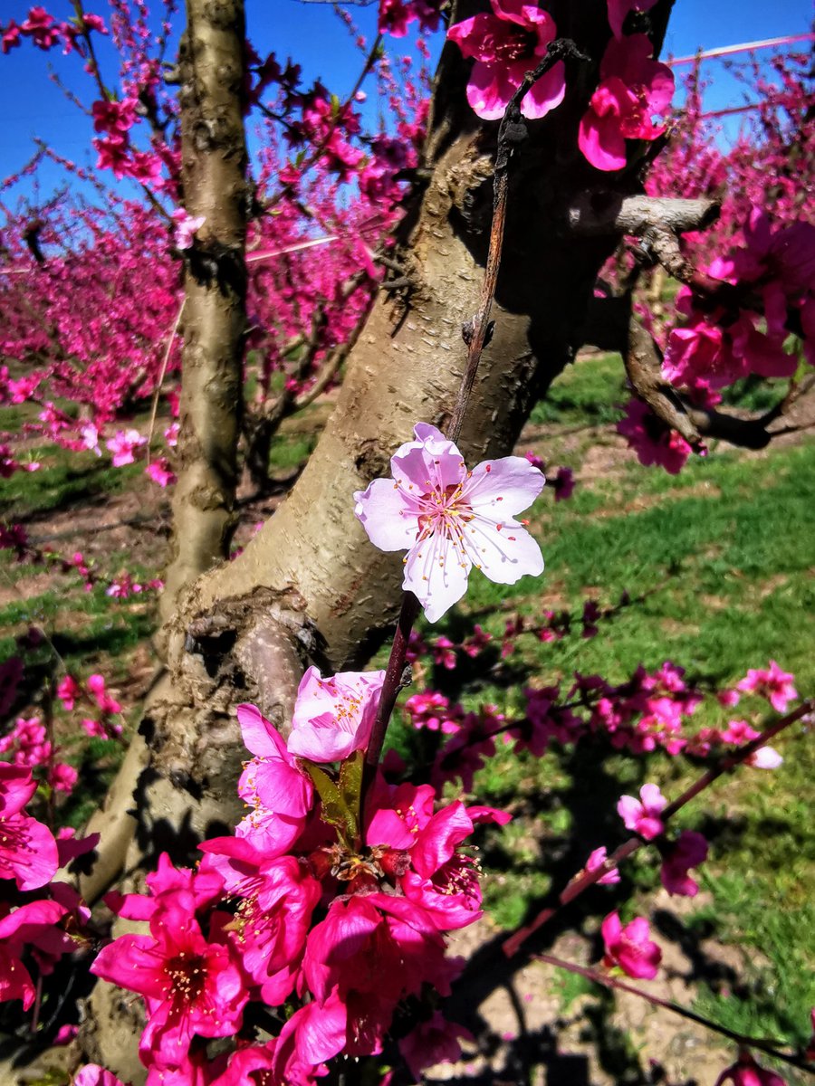 Floració a #Torresdesegre
 @Lurdes_La_Lu Bon cap de setmana 💝🌸