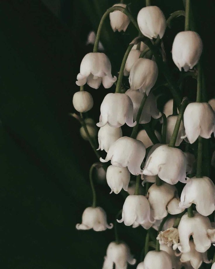 fenrth's tweet photo. ⠀
𝑴𝒚 𝑳𝒊𝒍𝒚 𝒐𝒇 𝒕𝒉𝒆 𝑽𝒂𝒍𝒍𝒆𝒚
/ˌlɪl.i əv ðə ˈvæl.i/

noun
1. Symbolises purity, youth, love and sincerity. But most importantly, it symbolises happiness.

2. In Dōupeng, the white lily's called "baihe", which represents both unity of spirits and 100 years of love.
⠀ https://t.co/h6ajndWwbJ