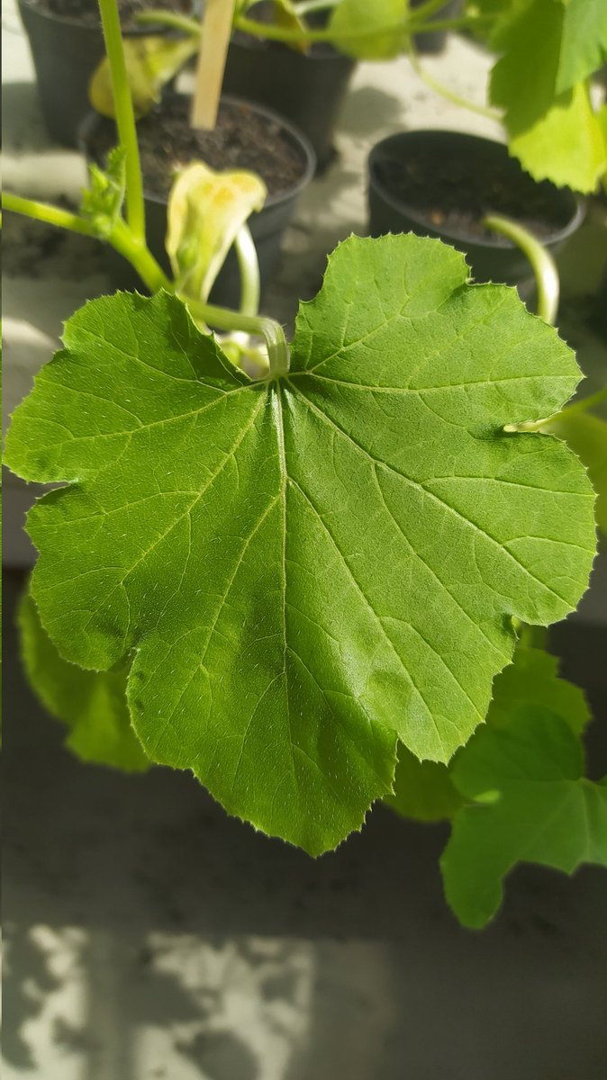 SilveiraER's tweet photo. Just conducted an experiment on Cucurbita pepo plants infected with a virus. Check out these photos! The second plant was treated with my plant extract prior to infection and is looking healthy, while the first plant struggles. Exciting evidence that my extract induces resistance https://t.co/Q5BVM6pSRM