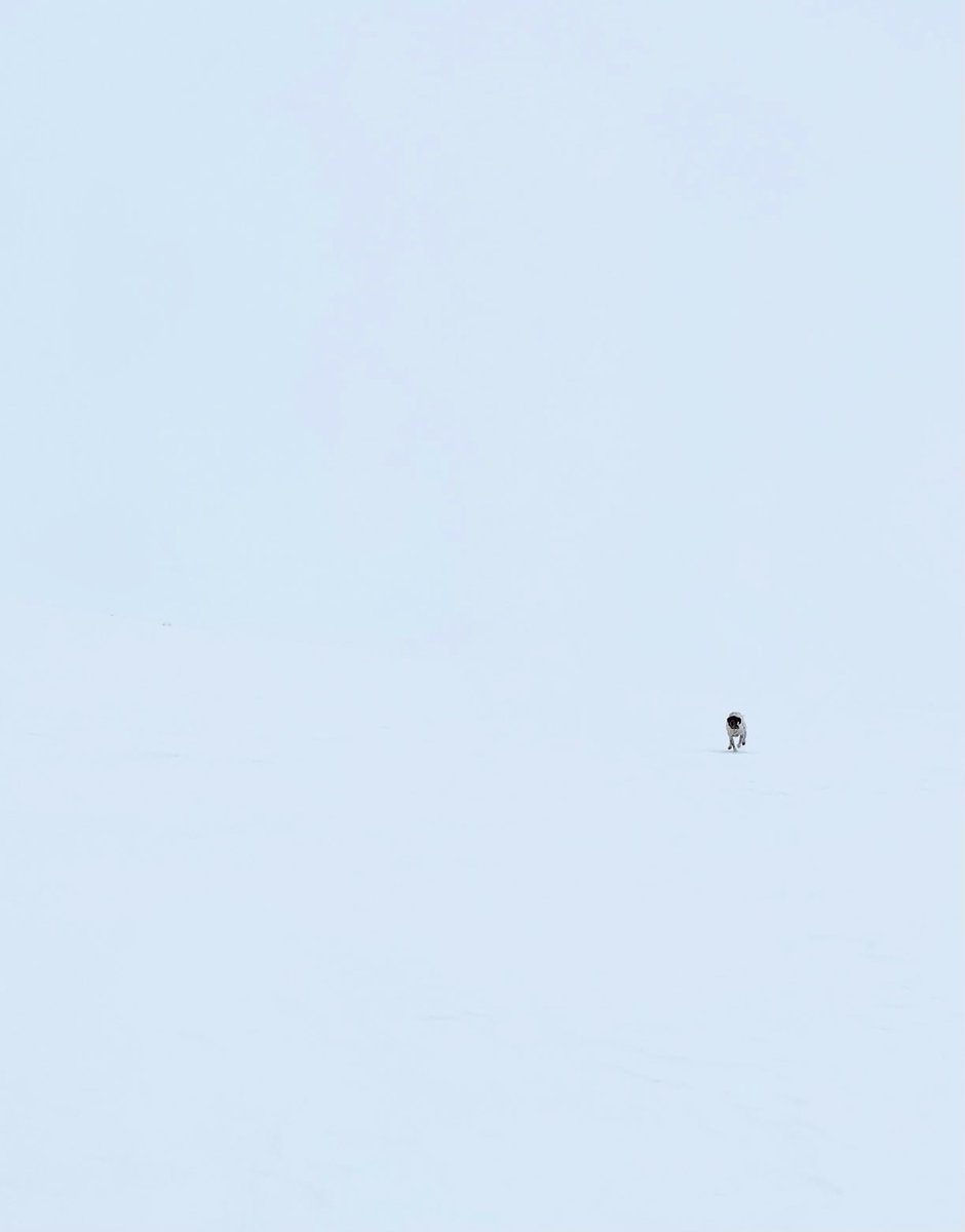 brim006's tweet photo. A guy could get vertigo pretty easily in NoDak today! https://t.co/Q12SWom6oD