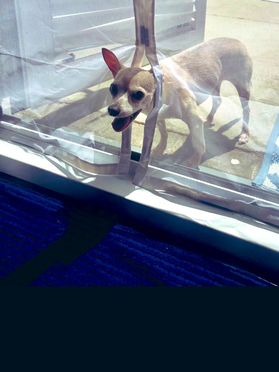 She's so proud that she figured out how to get through the screen by herself