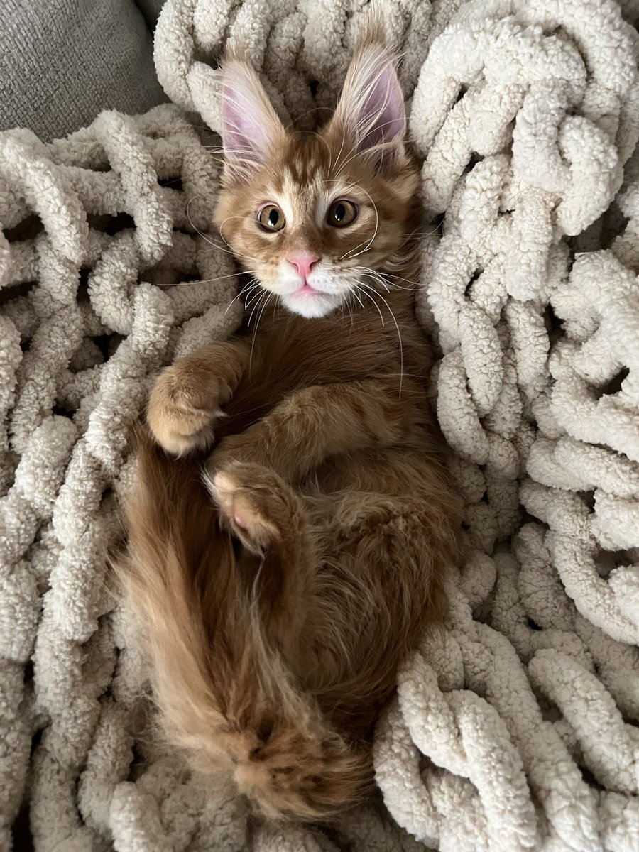 itsNiC0LEEE's tweet photo. meet Ozzie 🥹 https://t.co/aqR6GQCunX