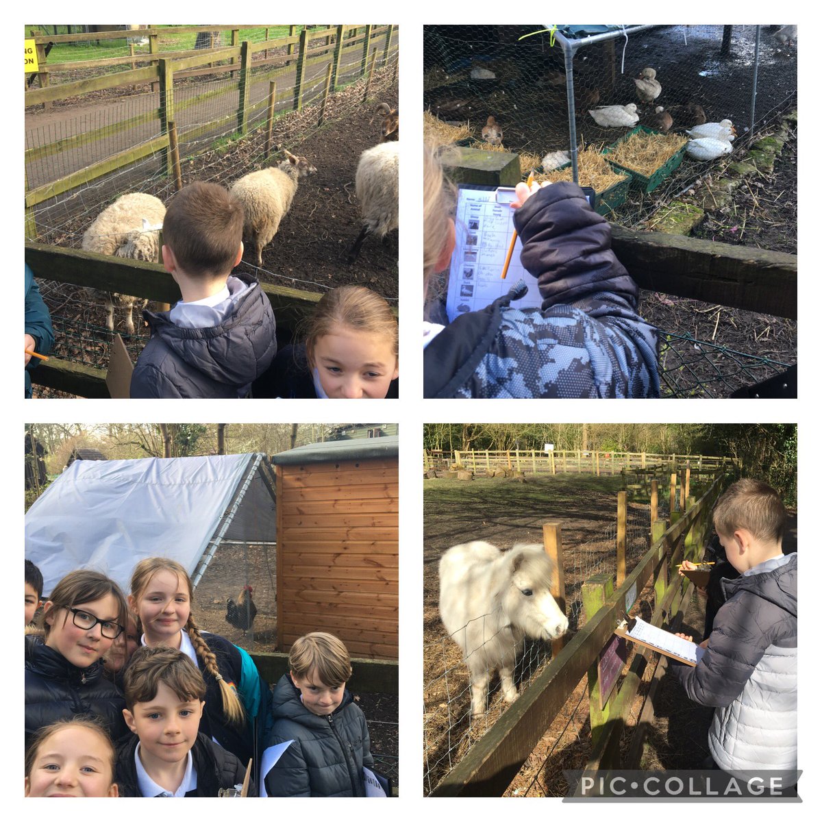 Just a few Y5 pics from down on the farm today😁🐇🐖🐑🐐🦙. They also impressed with their life cycles and classification knowledge. More to follow!!
#TamOShanter #WeAreCastleway