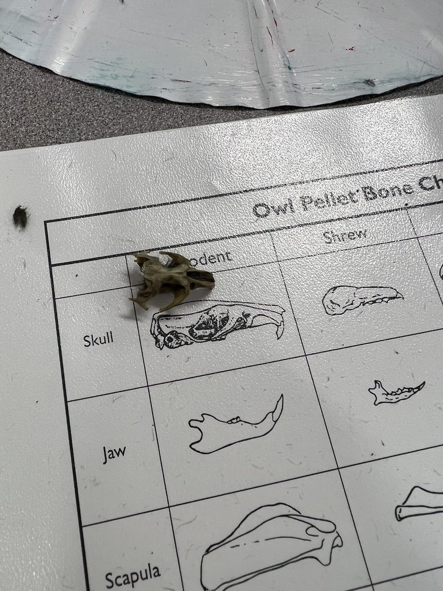 Ms_Honer's tweet photo. This week we’ve been researching owls! We learned that they have no teeth! We dissected owl pellets today and used a bone chart to find out what the owl ate!🦉 https://t.co/7XbJa26Rxz