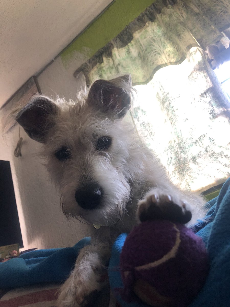 pgdmeno's tweet photo. Quien lo diría que el perrito de la izquierda lo vi hace 11 años y me seguía mucho y ahora está esta morrita que se parece mucho, estaba destinado tener uno así… igual de la calle pero bien bonitos los 2 y amorosos 😌🧡 https://t.co/YU54GdSqMU