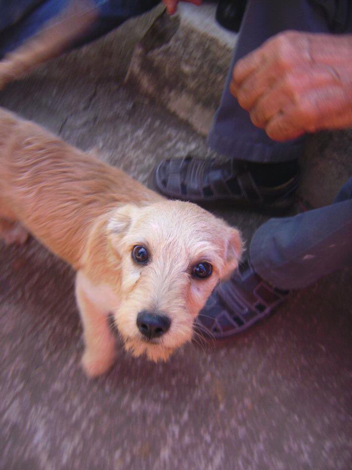 pgdmeno's tweet photo. Quien lo diría que el perrito de la izquierda lo vi hace 11 años y me seguía mucho y ahora está esta morrita que se parece mucho, estaba destinado tener uno así… igual de la calle pero bien bonitos los 2 y amorosos 😌🧡 https://t.co/YU54GdSqMU