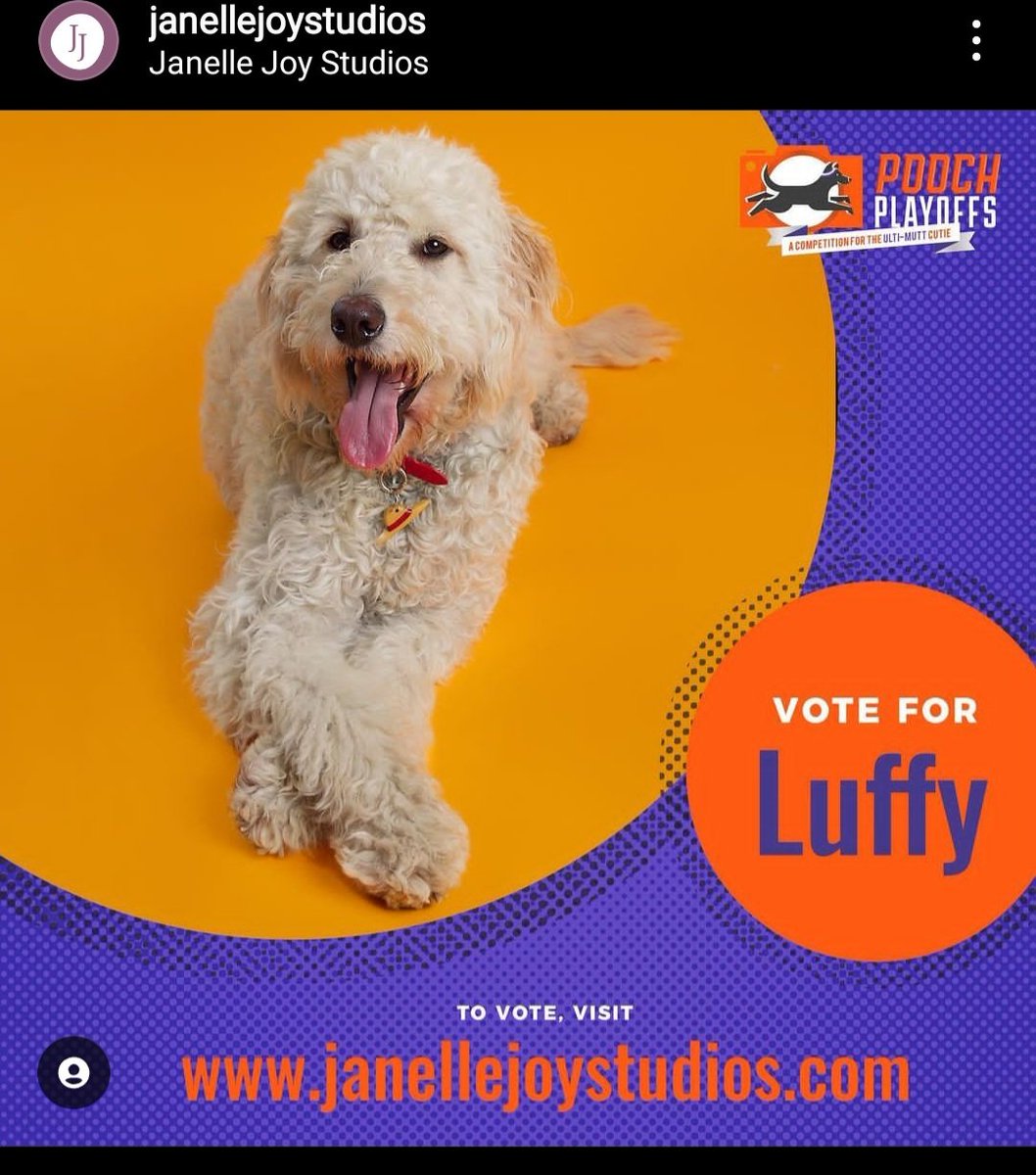 RadykRachel's tweet photo. Might be a little off brand but my dog Luffy is in a photo competition and we would appreciate some votes ♥️ He is a 10/10 Good boi.

https://t.co/5YYsgXb83O https://t.co/26QHxlUCFu