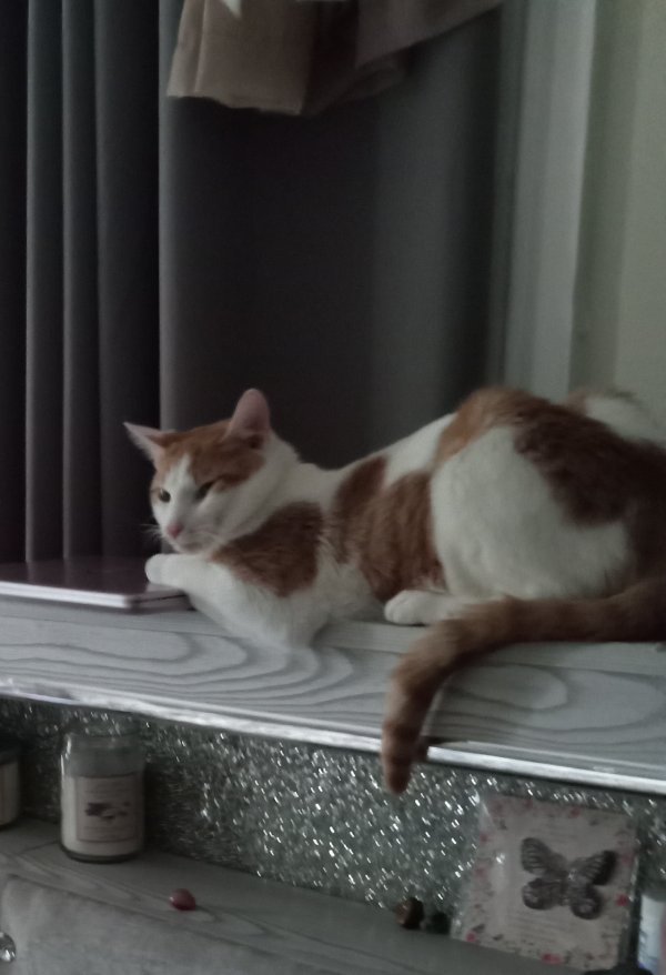 tabbytracker's tweet photo. Stolen cat Ziggy Boo in Cincinnati, OH US (45212) #lostcat https://t.co/RtYbTeLG5D https://t.co/l7n7pO9Yaz