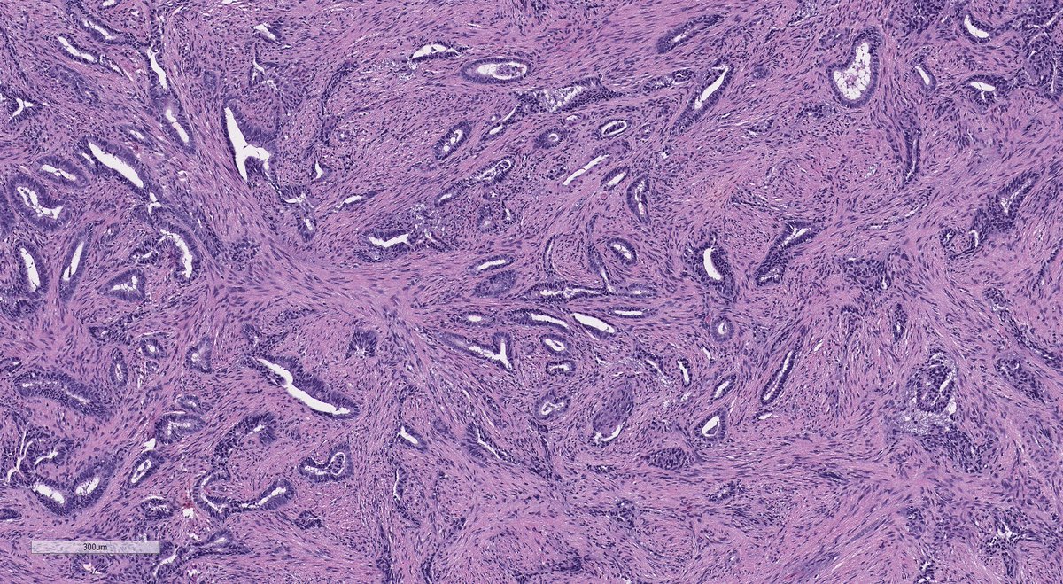 Elizabeth Kertowidjojo, MD, PhD, MPH tweet media