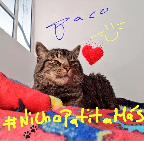 pattyko111's tweet photo. Mi #Paco y mi #Chirulo alzan su voz en contra del #MaltratoAnimal
@andreanimalidad
@ParchePeludo @PaolaM22_ @margaritavela @Osli2023
#NiUnaPatitaMรกs โ๐ฟ #NiUnaPatitaMenos โ๐ผ
#NoAlMaltratoAnimal #SantaMarta ๐ซ๐
โโ๏ธ๐ค๐พ๐ https://t.co/wxy37pRXLB