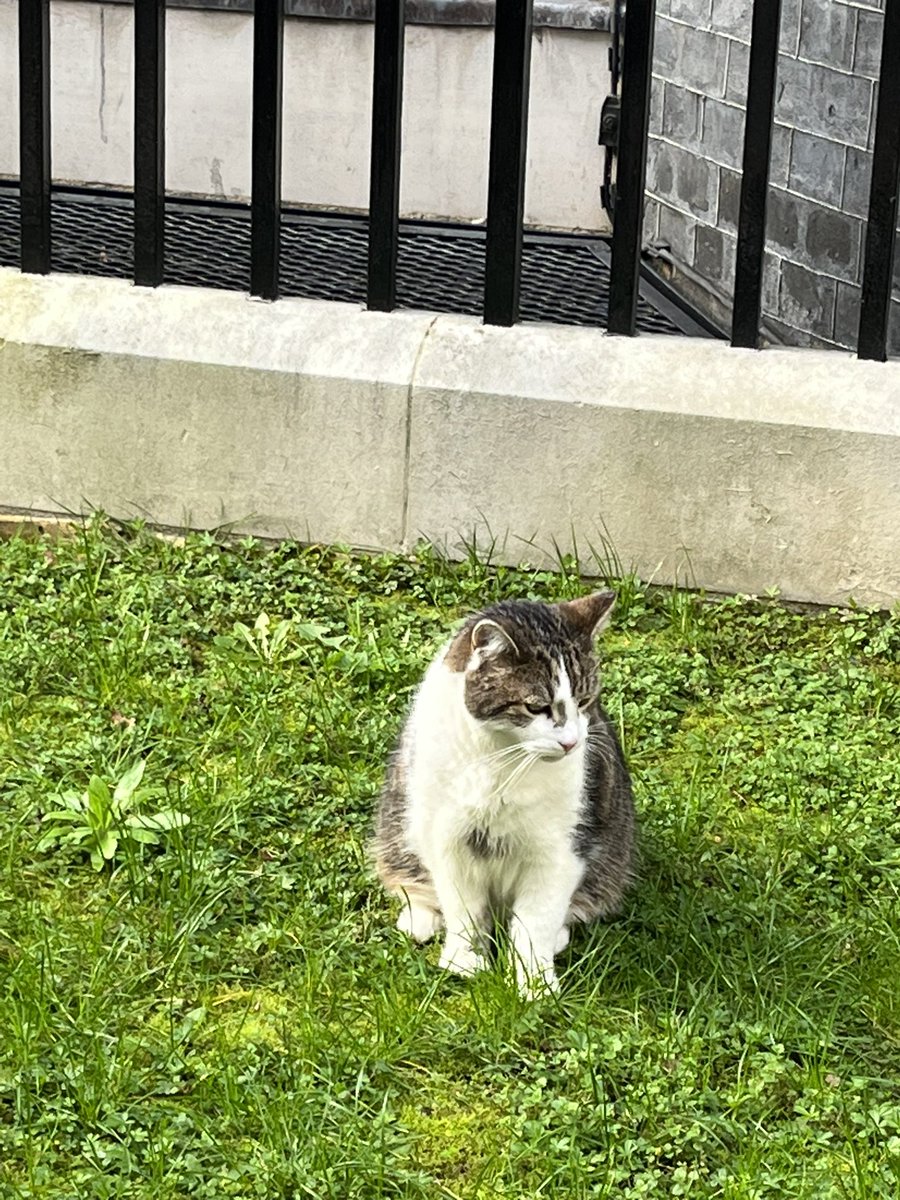 HKapff's tweet image. Another day, another pose, another petition. Over papped and underpaid. Yet Larry’s lips remain sealed. And not an NDA in sight. #LarryTheCat 🐾 #WhistleblowingAwarenessWeek @Number10cat #wbaw #wbuk #petition #notondas #cantbuymysilence