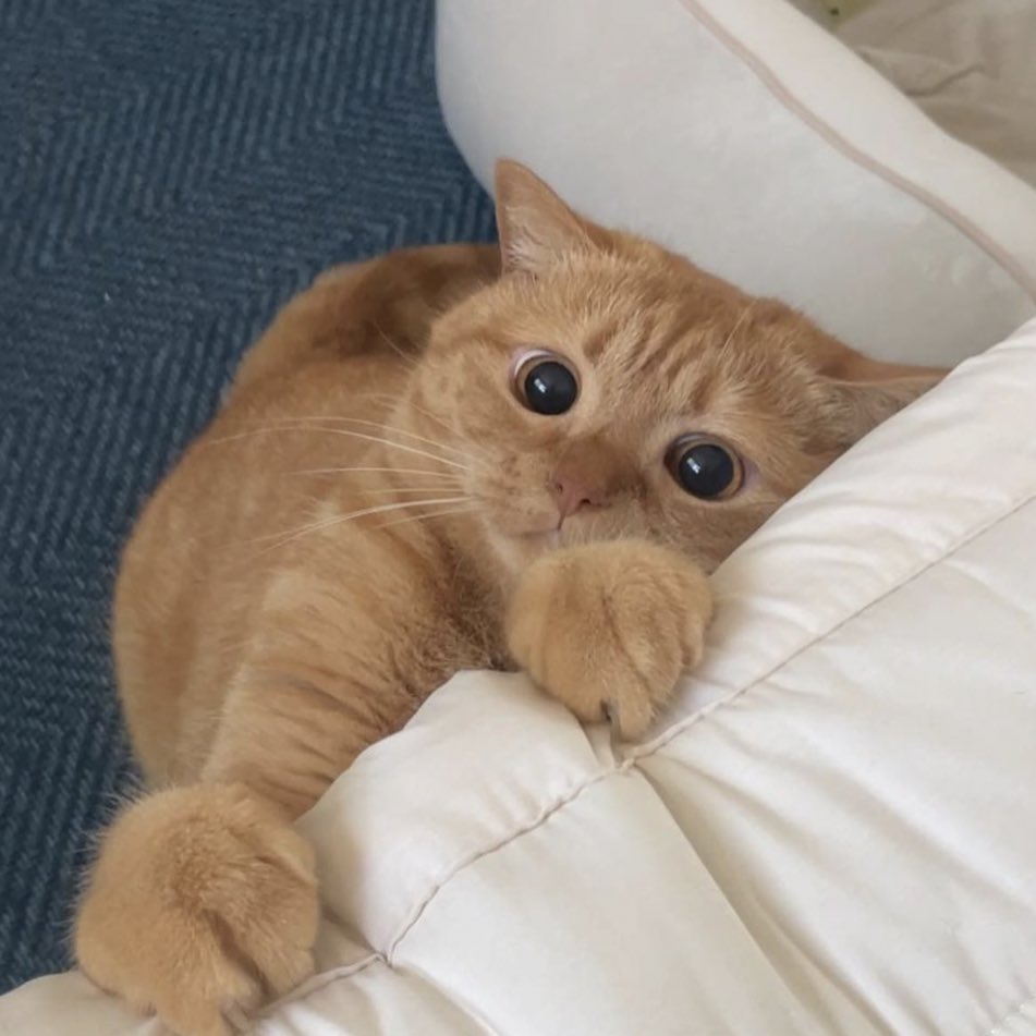 minyeolny's tweet photo. สนใจรับแมวส่มไปเลี้ยงม้ายยยย นุ้น่ารักน้าาา https://t.co/beoaQqwNbn