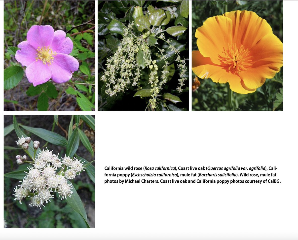 Theodore Payne tweet media