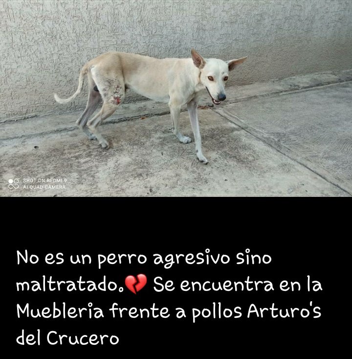 FAPRANIANZ's tweet photo. #REPORTAN #URGENTE Quieren sacar a este perrito del estacionamiento de una muebleria que esta por la av principal de #Lecheria #Anzoategui diagonal a Arturos, leer lámina adjunta donde sale inf detallada así como nro de contacto incluyendo denuncia de posible amenaza al can https://t.co/lxBVDdNHcQ