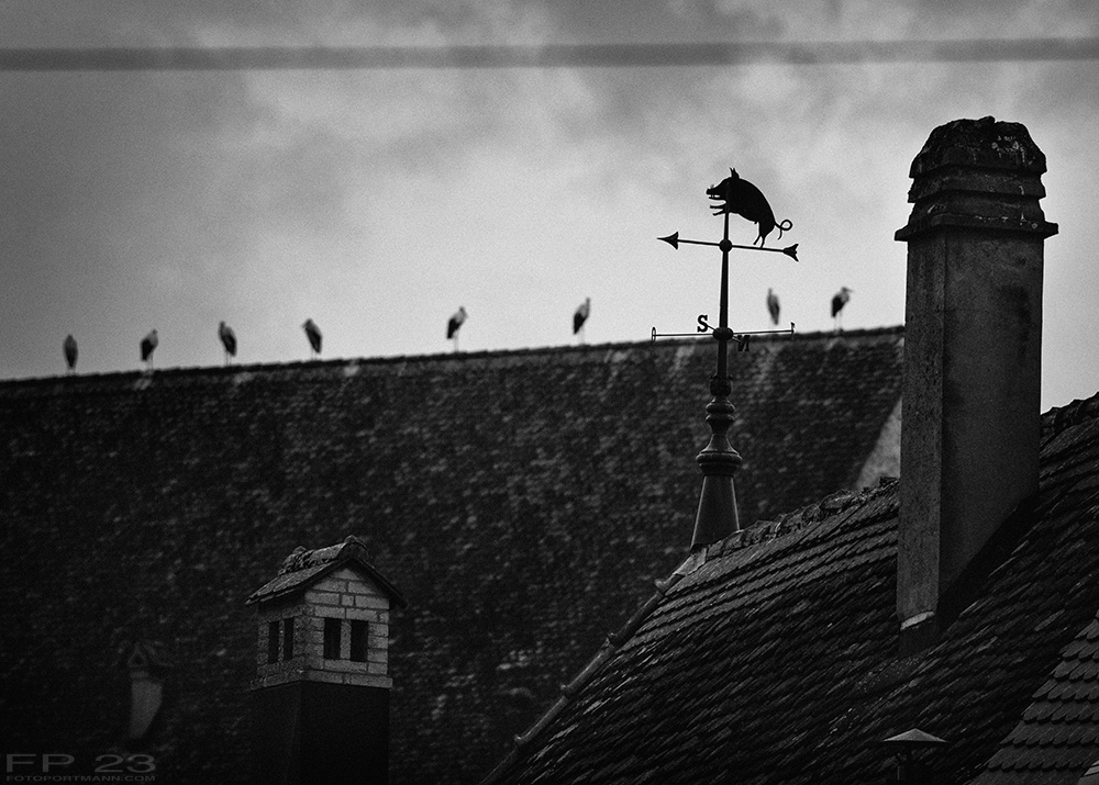fotoportmann's tweet photo. White Storks are on the move to their breeding grounds, Cigognes blanches (Ciconia ciconia), pictured in 2022 in NW Switzerland,
©2023 Francois Portmann / https://t.co/JblVpuRsIY
#whitestork #cigogneblanche #ciconiaciconia https://t.co/qfKLEjIpxH