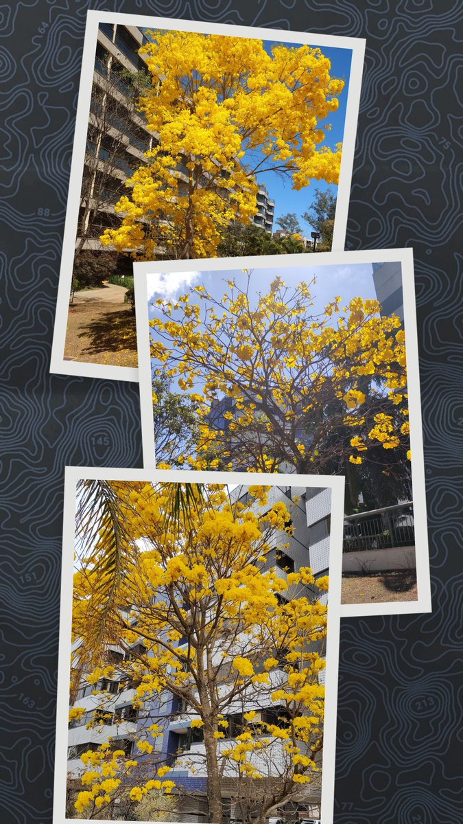 CerradoExtincao's tweet photo. #ipeamarelo
📸 Jmarc0n1 https://t.co/ilr0Y11uPn
