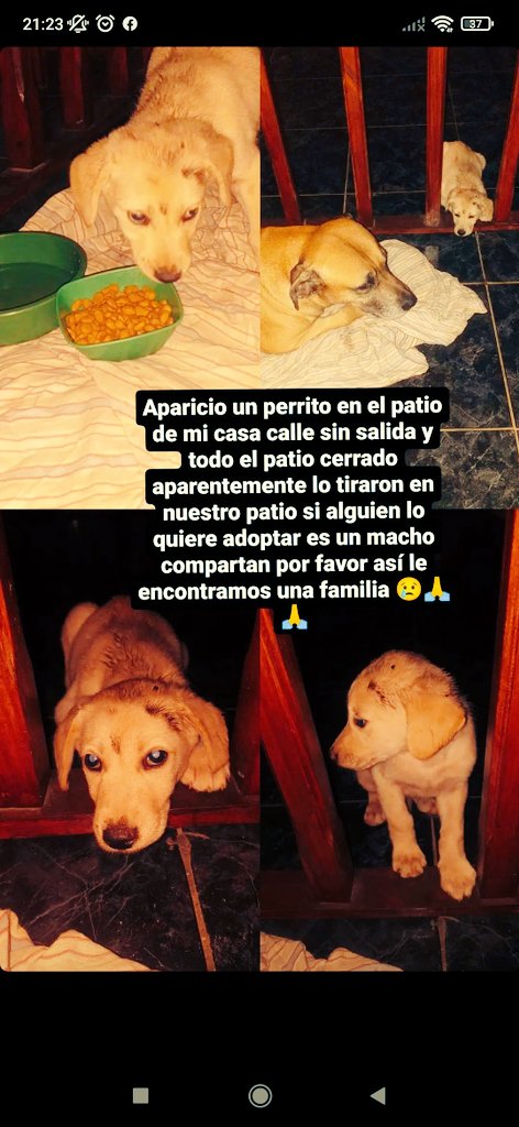 Me ayudan a difundir porfavor, es hermoso el perrito 🐕🥺 necesitamos encontrarle un hogar 🏠🤞🏽