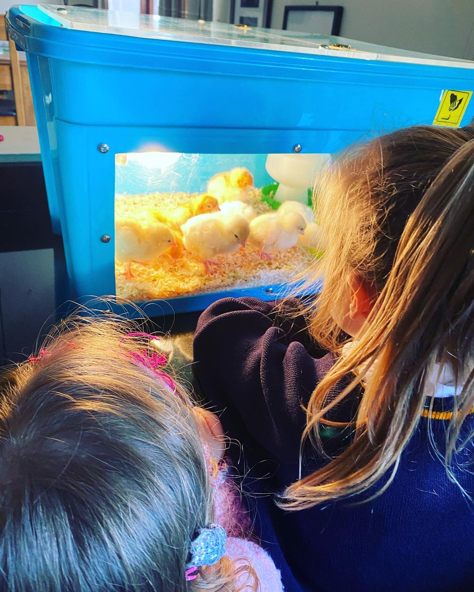 RBWatson3's tweet image. When the chicks met the monsters! #scienceathome @KPS_First