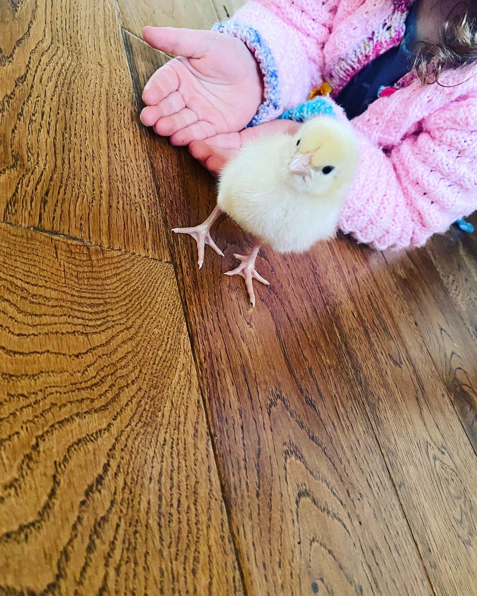 RBWatson3's tweet image. When the chicks met the monsters! #scienceathome @KPS_First