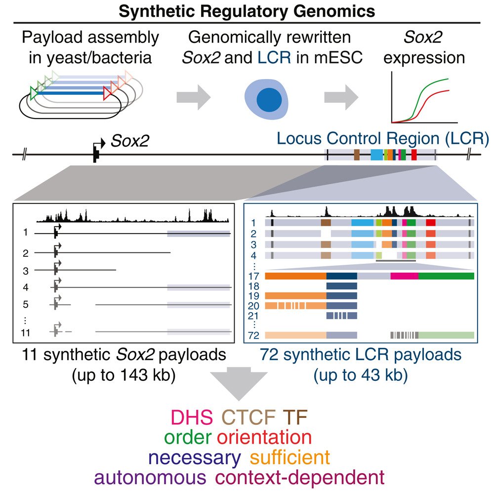 ESC_iPSC_News's tweet photo. #Sox2 expression in #mESCs depends on DNase I hypersensitive sites (DHSs).
Check out Dr. Matthew Maurano and team's @MolecularCell study where they explore the individual contributions and degree of interdependence of DHSs. @nyugrossman
👉 https://t.co/gdC6qTRbi3 https://t.co/1GSg44RB49