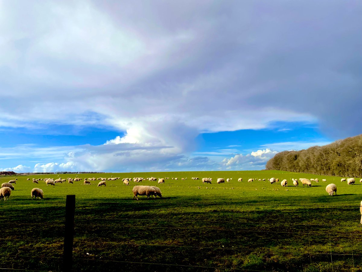 Doesn’t happen very often when all the sheep come home ready for sorting for lambing #sheep365 #Lambing23 #Countdown #FarmLife