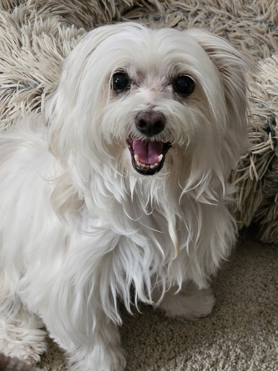 To all me wonderful pawsum pals, fank you so much for all the fantastic burfday wishes. Me mom couldn't believe I got more fwiends than she gets 😄anyway, me is actually 13 yrs old, mom lies about me age. I got some extra treats (it's a diet thing)and lots of tummy rubs. RaaAAA🦴