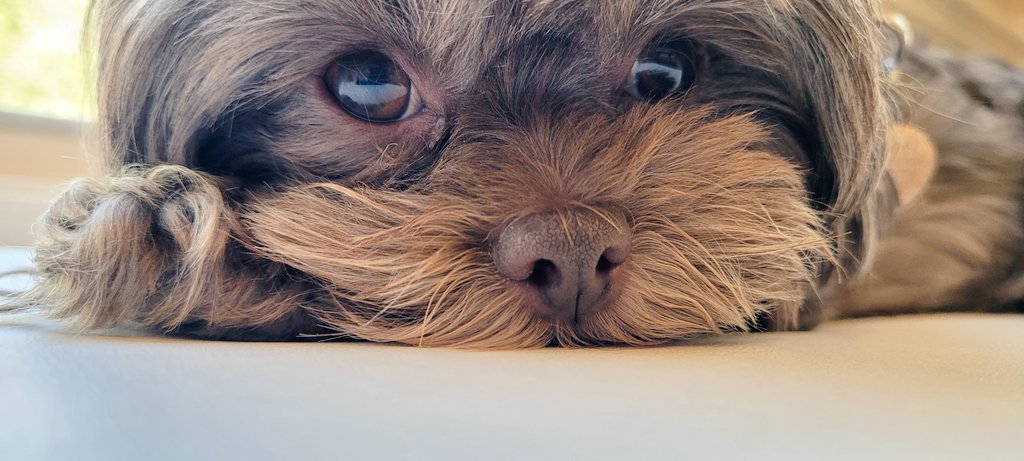CocochanelPup's tweet photo. Cuteness! #dogsoftwitter https://t.co/cpArVsg79K