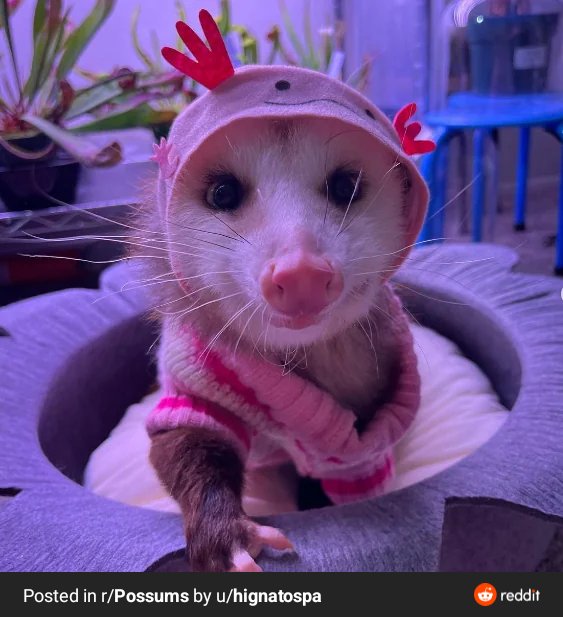 TrashBinFurry's tweet photo. @Beepsweets Found this one on Reddit https://t.co/qeoJLV59PF