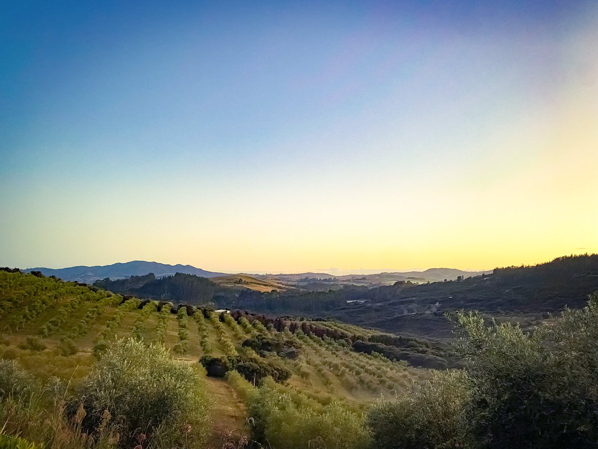 thelivewire72's tweet image. Morning World 🌎 #mangonui #olivegrove #morning #sunrise