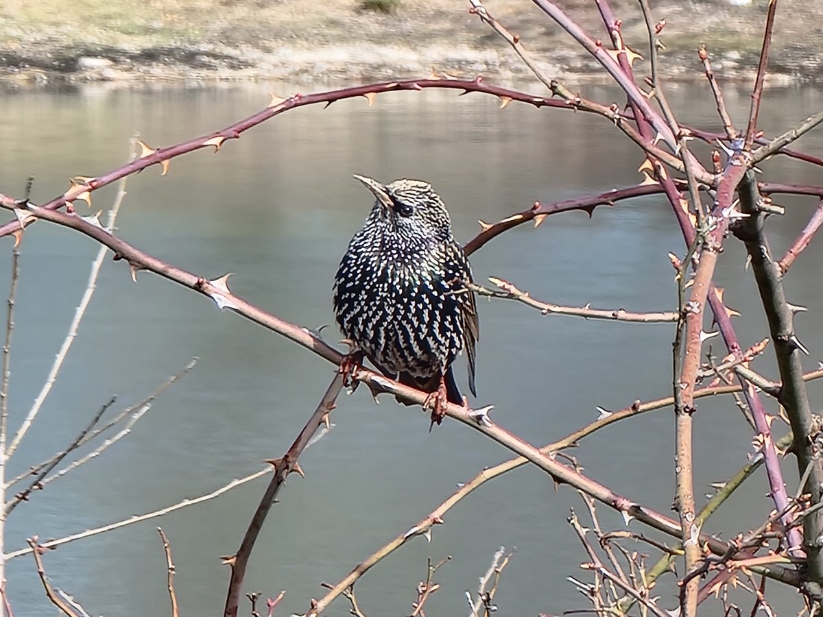MosbachRainer's tweet image. Es ist Frühling in Freiburg.