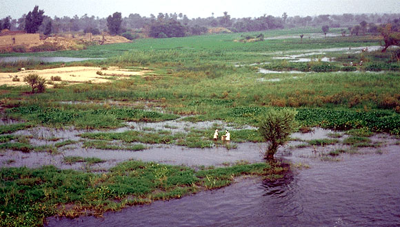 HistoryEgypt's tweet photo. The ingenuity of the farmer’s diverting of the Nile waters into their intricate irrigation canals made the best use of the Nile Flood. Religion insured no one farmer would interfere with another’s water supply in fear of the God's penalty #historyofegypt #unlockegyptspast #egypt https://t.co/rsa1prSUxn