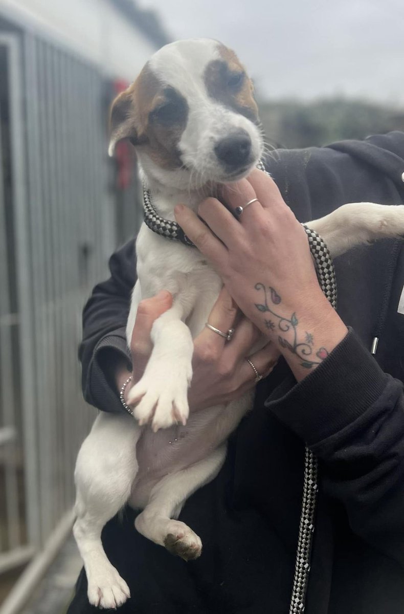 Please retweet, if you are upset seeing this endless list of abandoned pets, please tag your MP?

These 2 dogs were found abandoned this week in Kent, 1 found by the M25 with a pile of rubbish. 
I believe too many pets are being bred by people who don't care who buys them.
#dogs