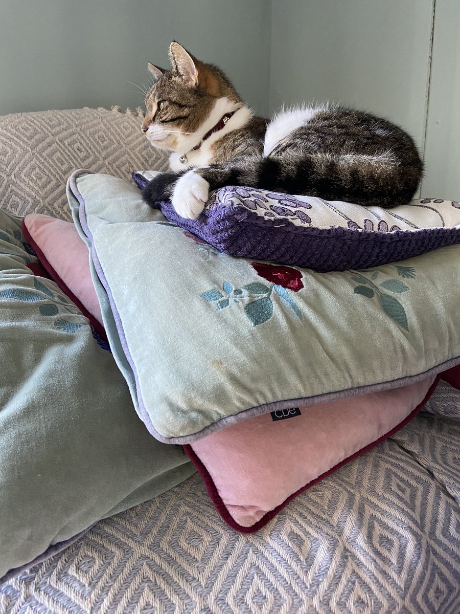 Princess and the pea. 
Watchful eye being kept on the garden. Cat duties.