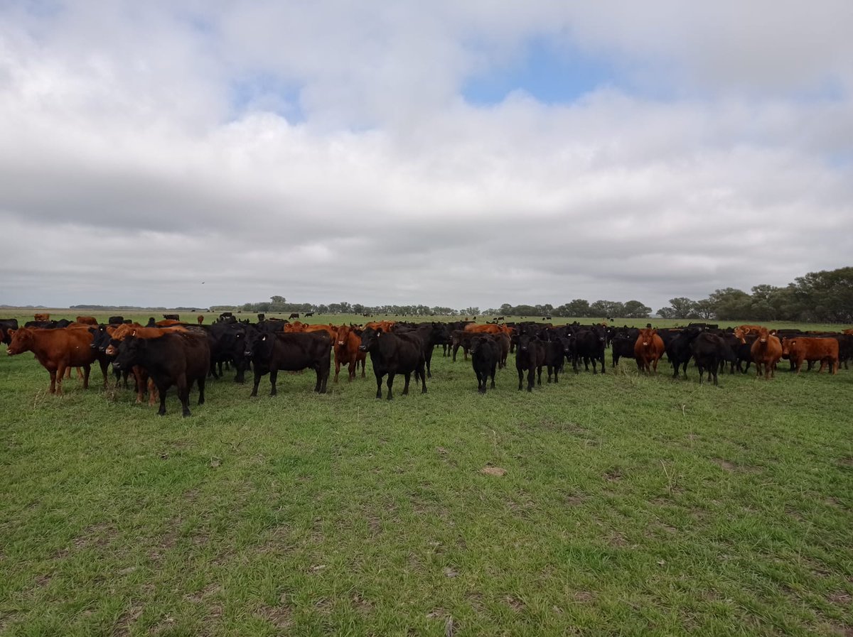 SDVEBalcarce's tweet photo. Viaje de diagnóstico de hoy a la mañana al partido de Tandil.
Nos convocan por un problema que viene ocurriendo desde hace una semana, por muerte de terneros (11) y algunas vacas (3), luego de estar pastoreando un rastrojo de girasol.
@INTABalcarce https://t.co/lY6jmlDjB4