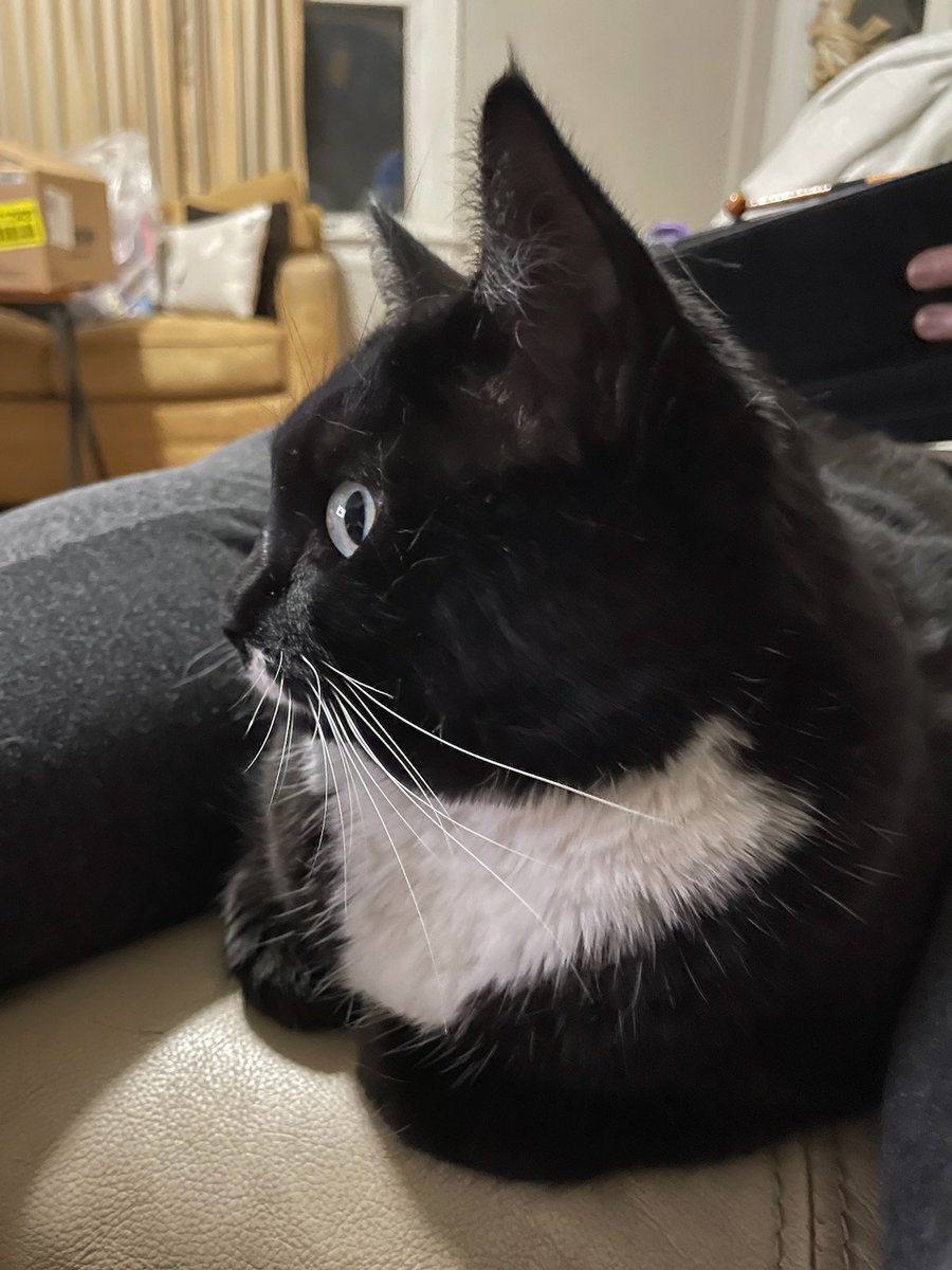 MrsCruz1999's tweet photo. @LeChatNoire4 TigerLily is sending her best to you both. https://t.co/3euDP9AxRB