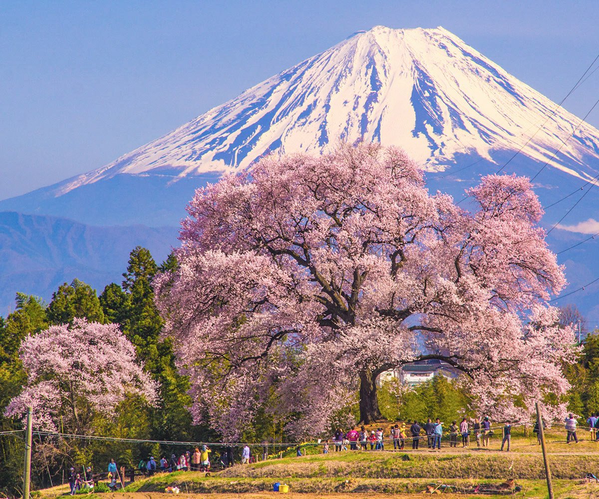 桜の上雄大に 雨上がり楽しみな桜です。 韮崎市で以前撮影。